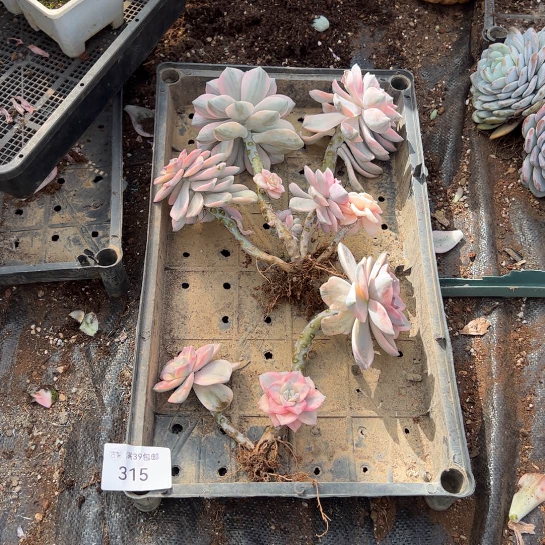 315紫乐锦老桩多肉植物