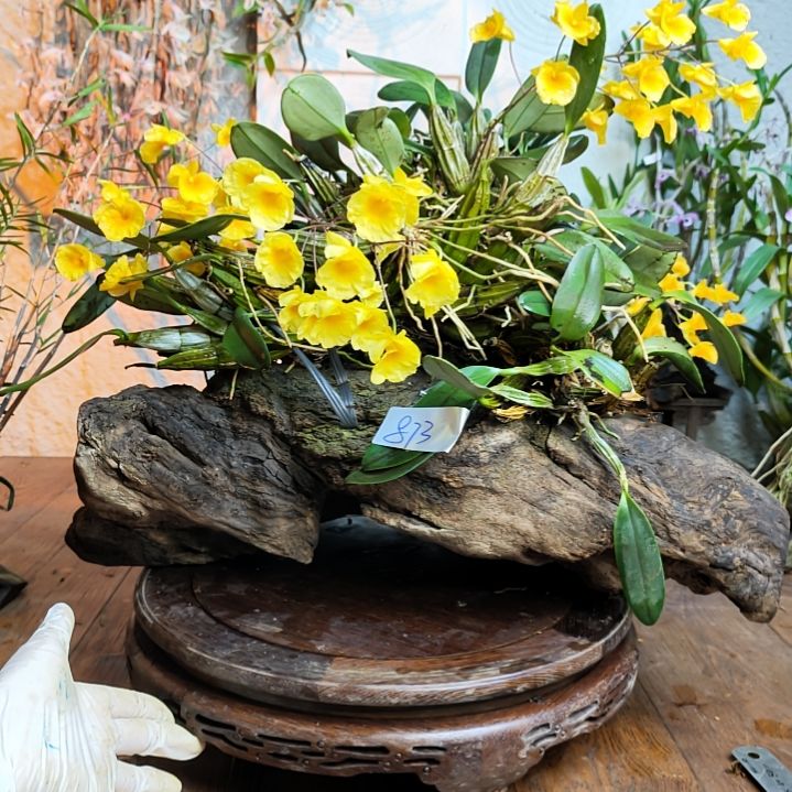 873双叶个体泰聚花，花，花，花