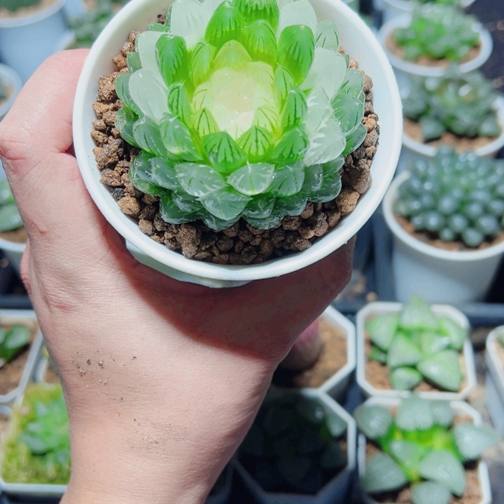 翠云玉露锦多肉植物