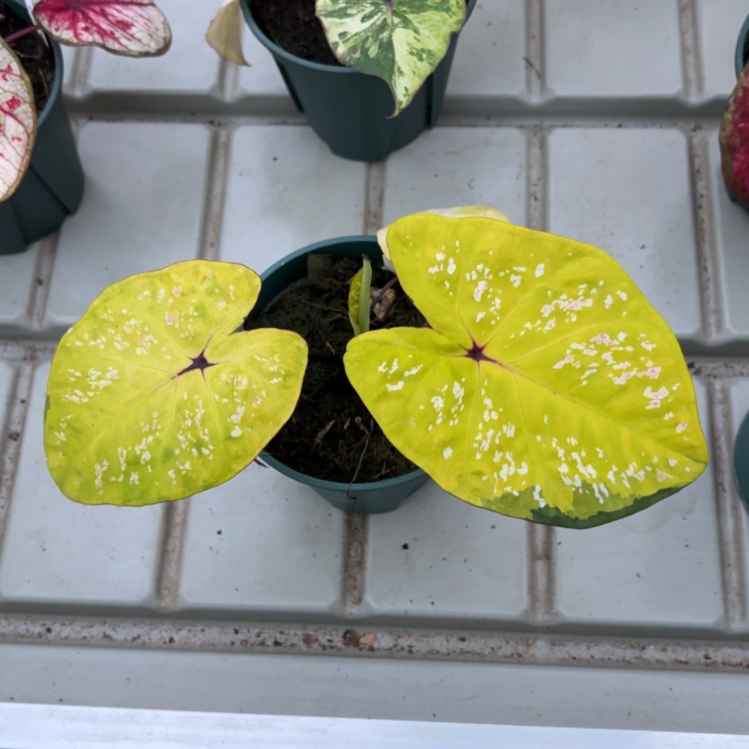 黛比泰国彩叶芋52-1222