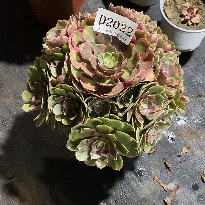 2022粉花妖多肉植物