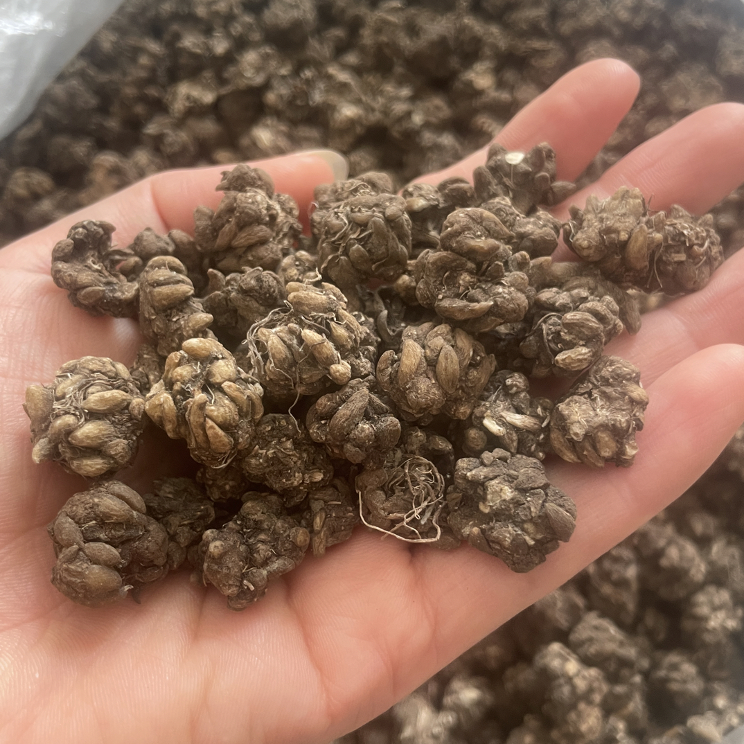 云南深山自然生长猫爪草 喵喵草 猫抓草 