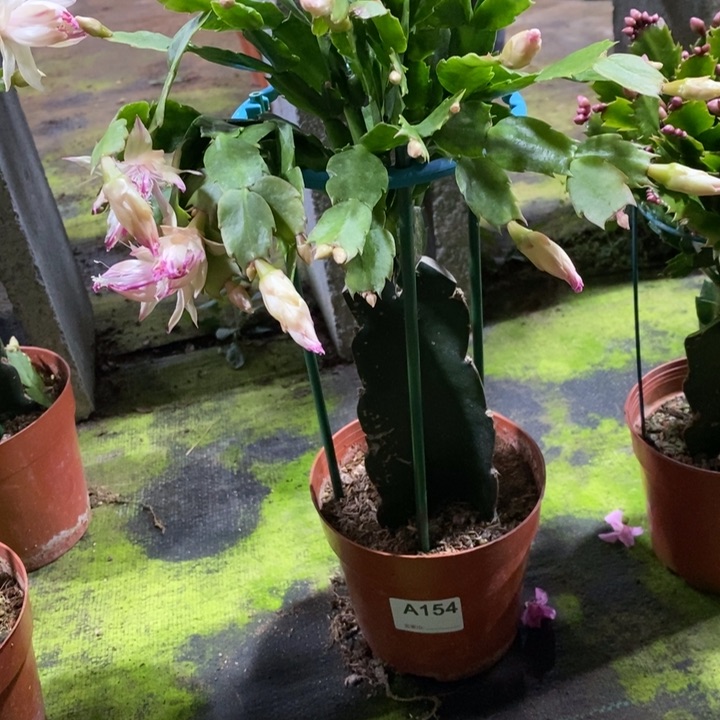 大部分花苞少量开放154雅思