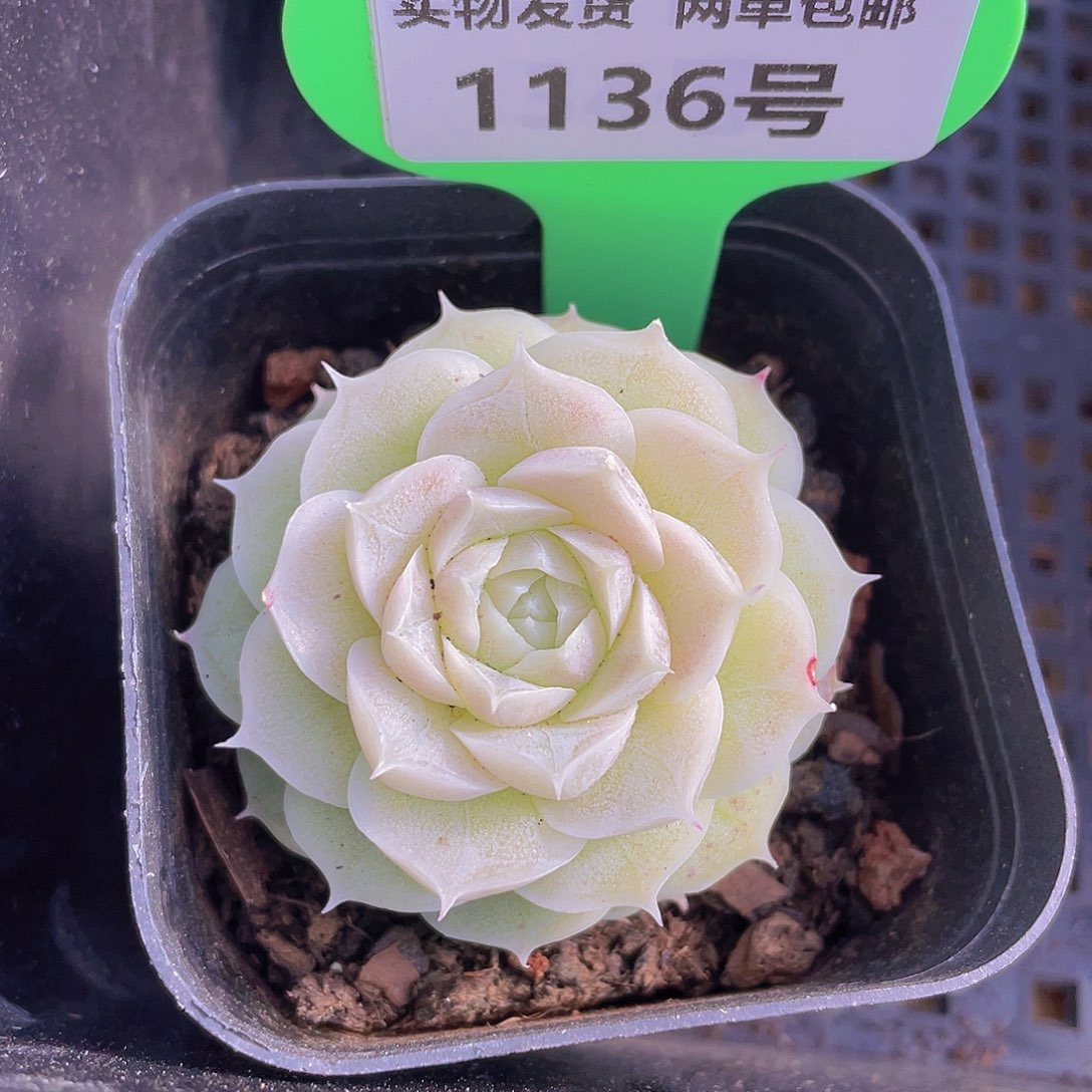 1136号 山茶花麦秆单头一个