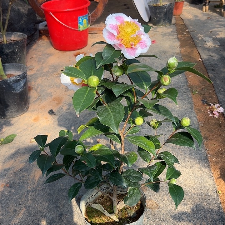大部分花苞少量开放，香太阳