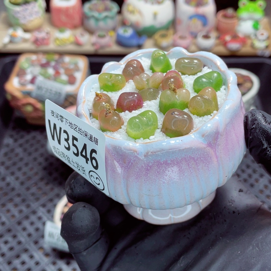 夜间零下地区拍保温箱w3546