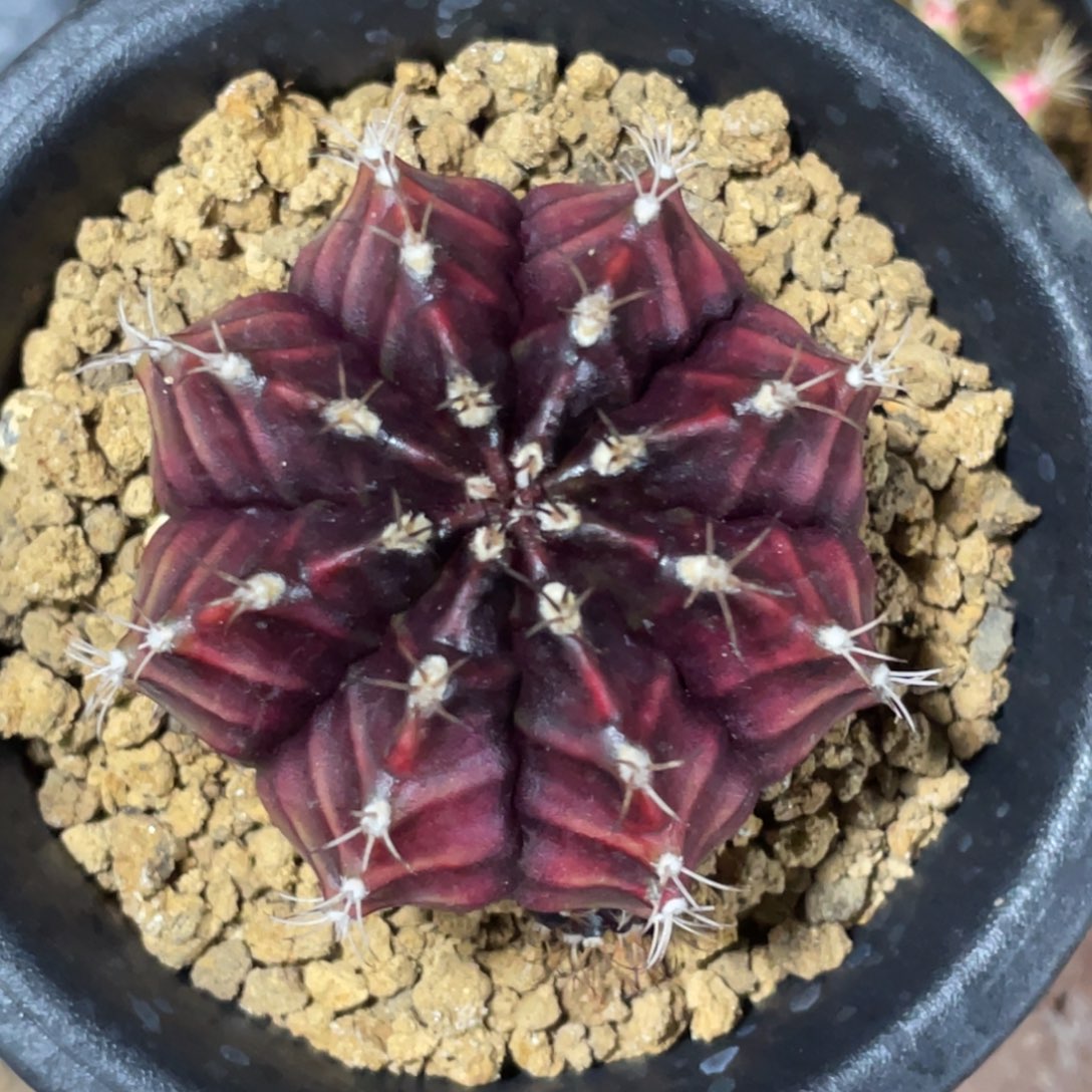 当前无花朵，栽培后可花朵波斯王子