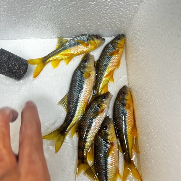 粤北黄腹溪石斑光唇鱼小鱼鱼观赏鱼原生溪流冷水观赏鱼广东发货