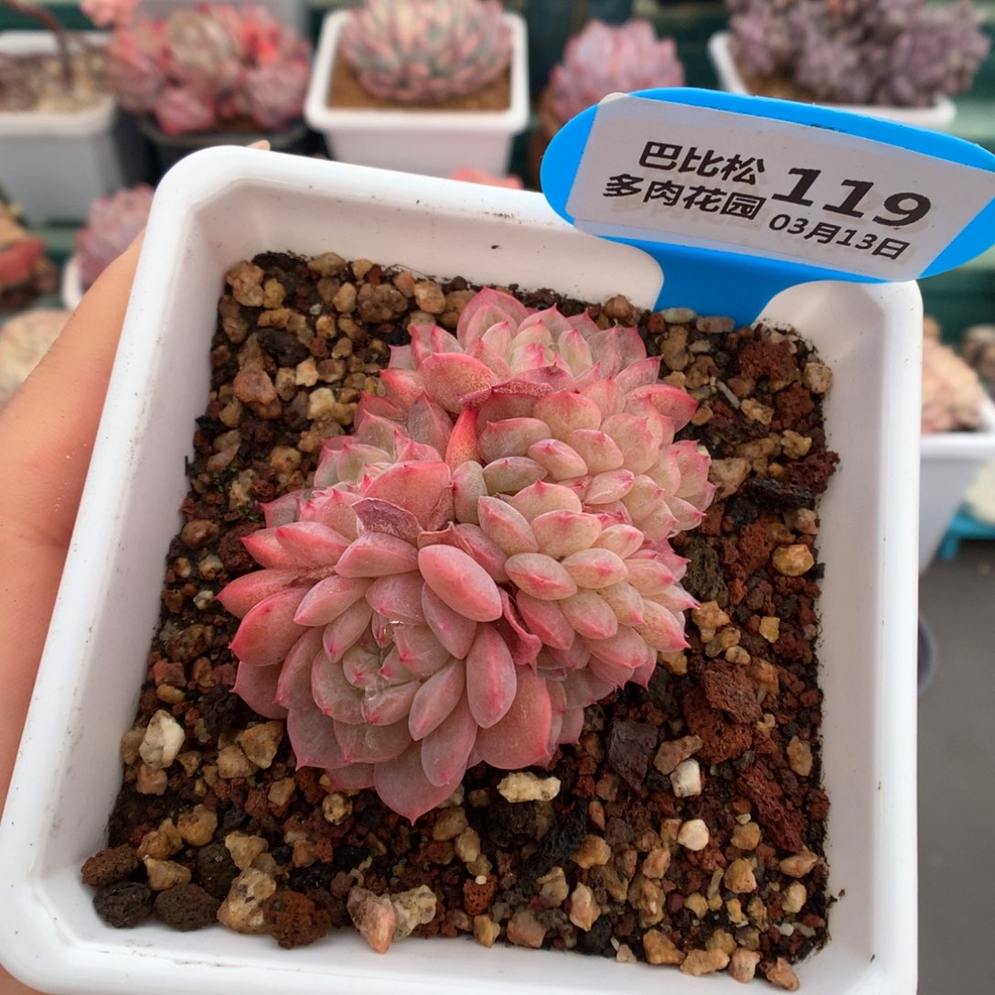 119甘露缀化多肉植物