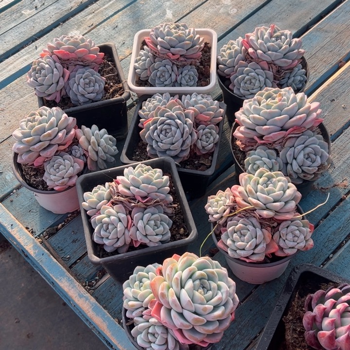 精品多肉植物老桩随机发一棵冰玉群