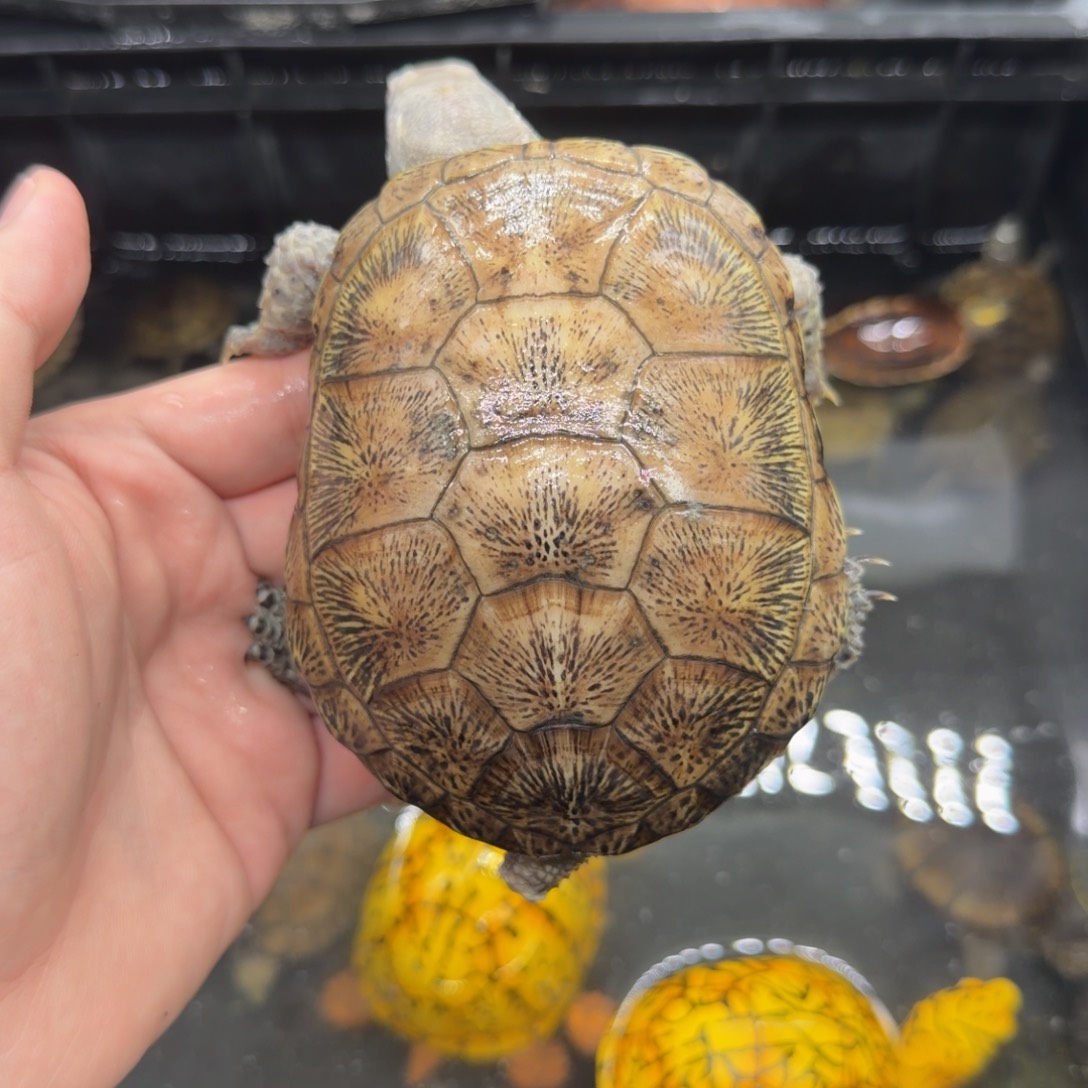宠物龟不分公母欧泽