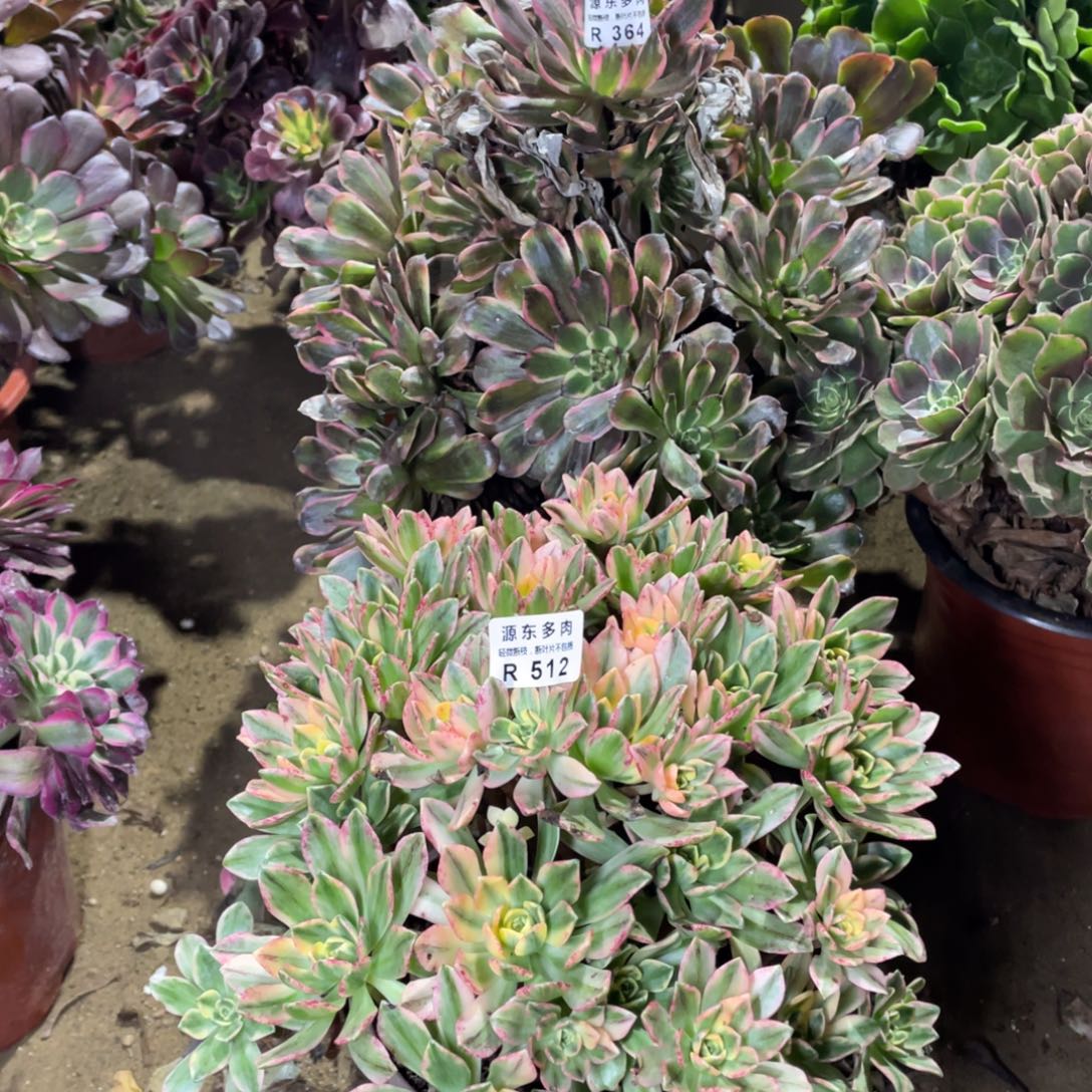 512甜茶多肉法师断枝不包