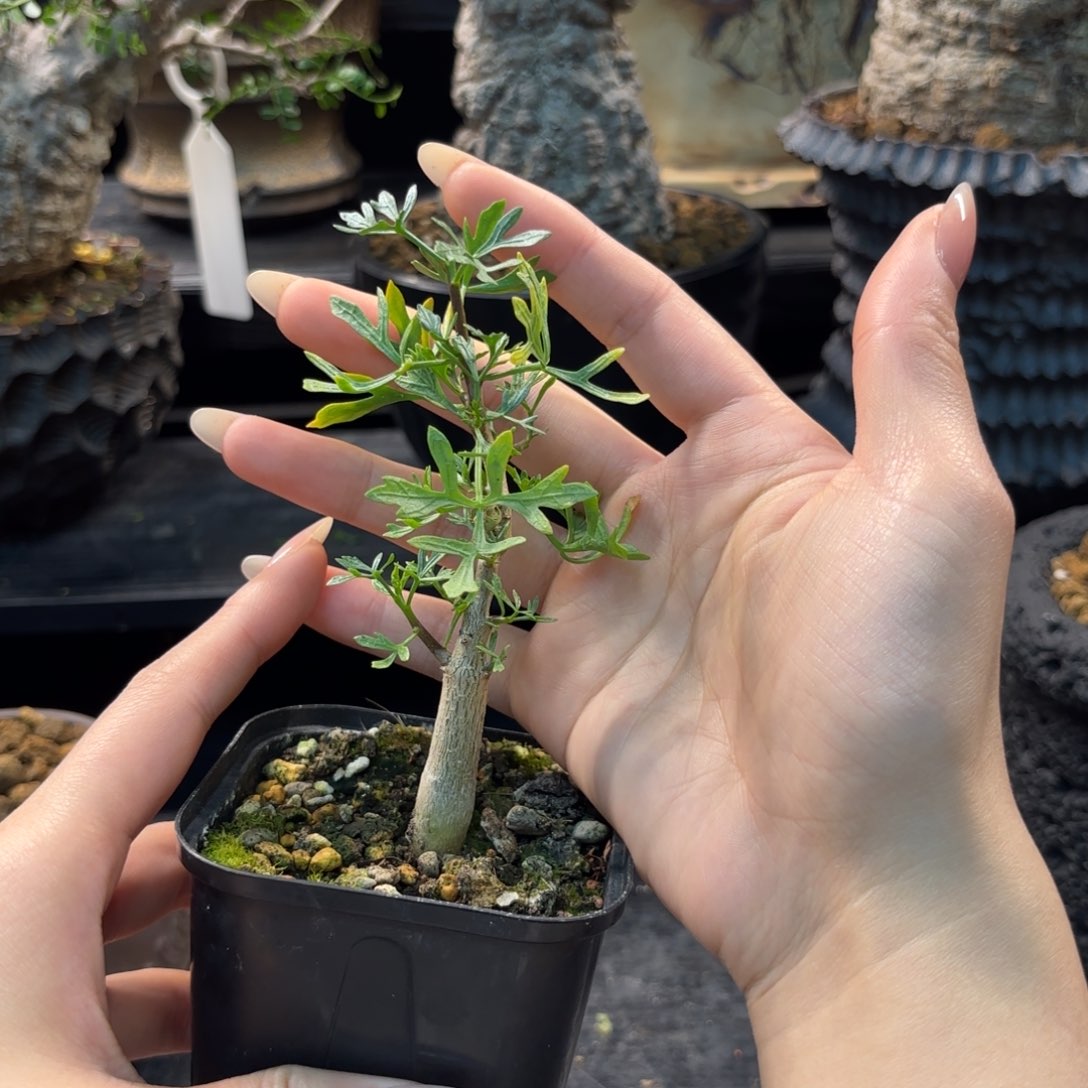 木 鹿角橄榄十二骑士