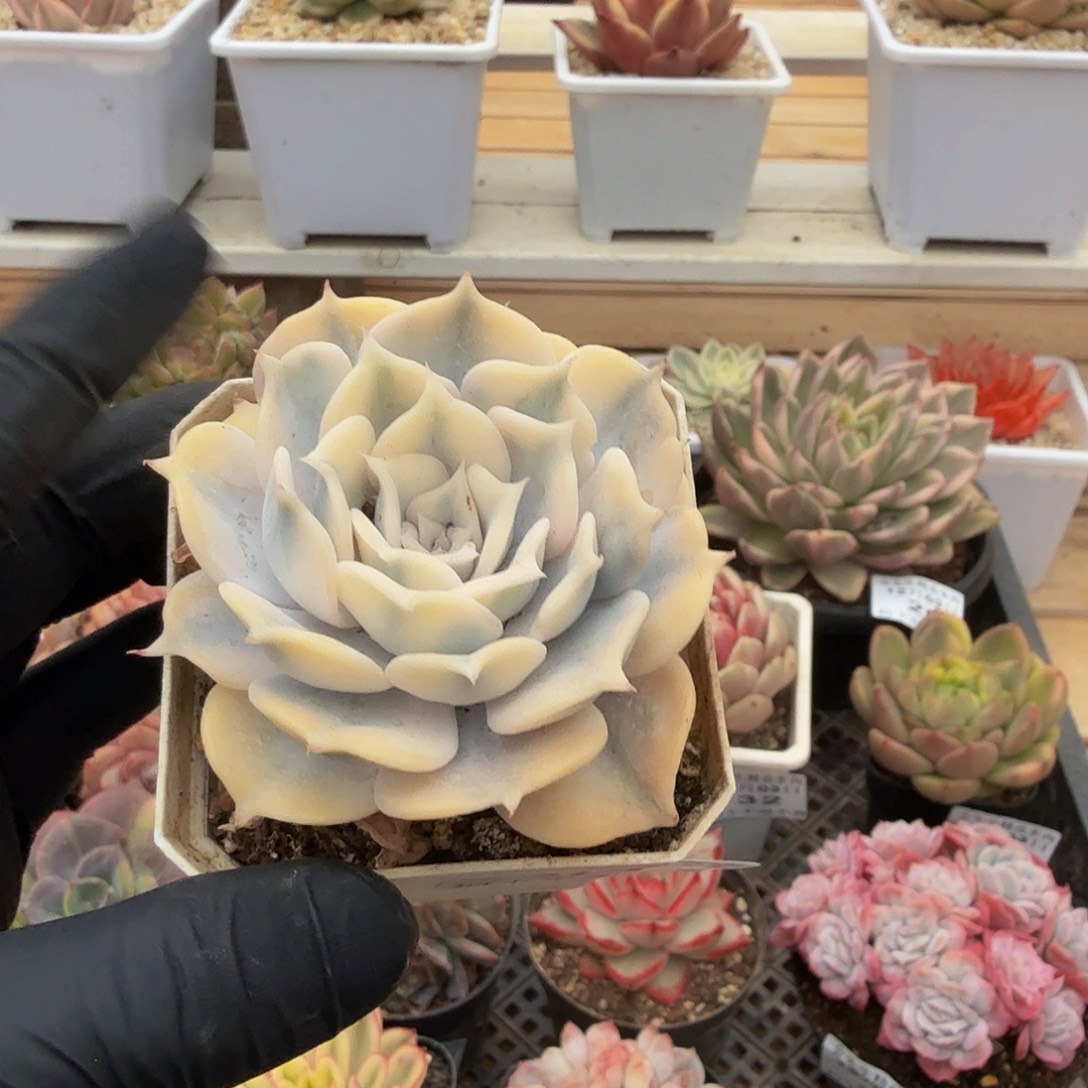 1203-41丽娜莲锦单头