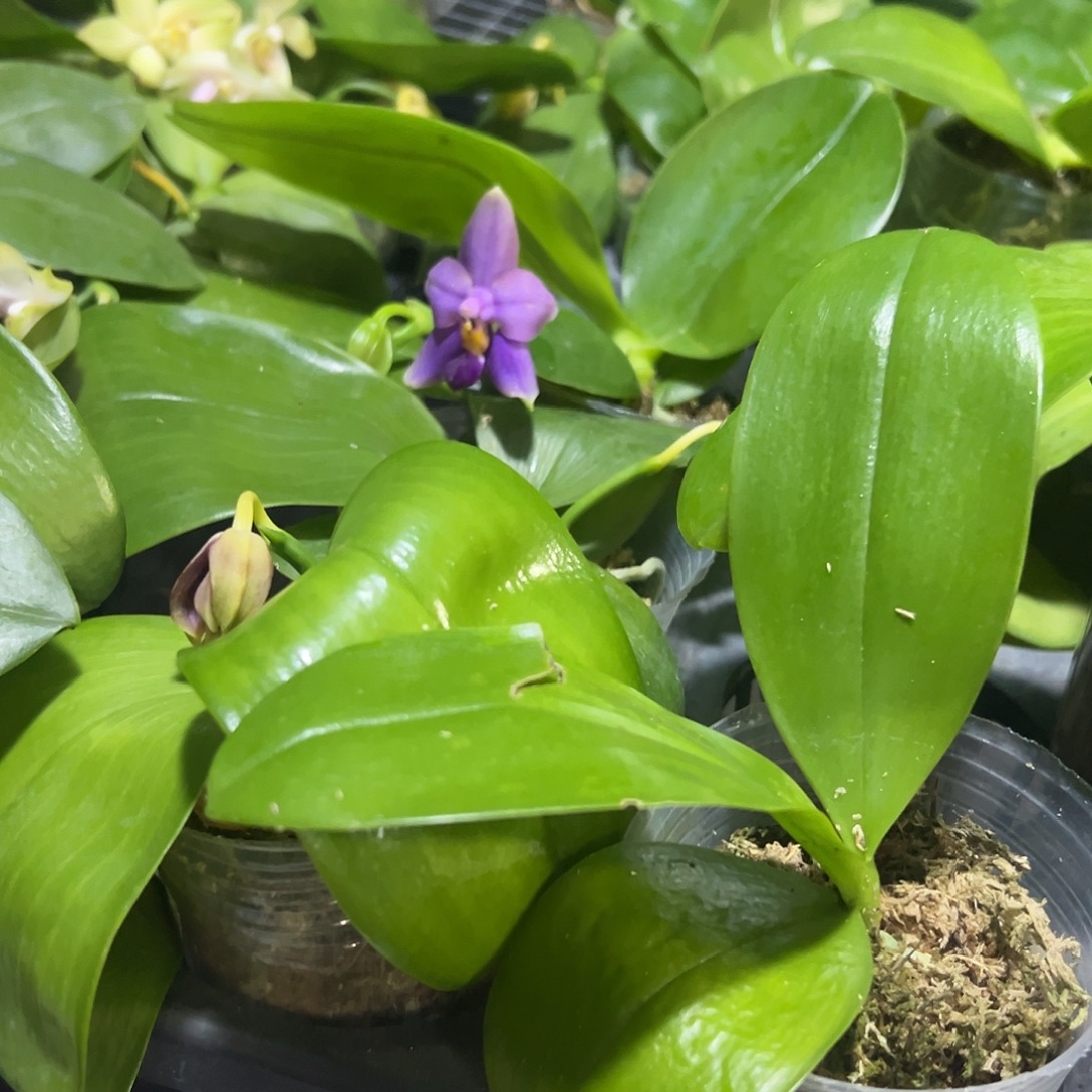 当前无花栽培后可以开花蓝白跳2.8苗微瑕一条根