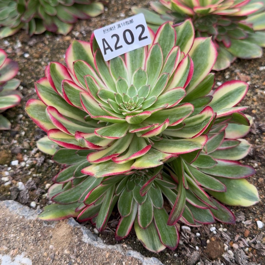 202瑶光。多肉植物