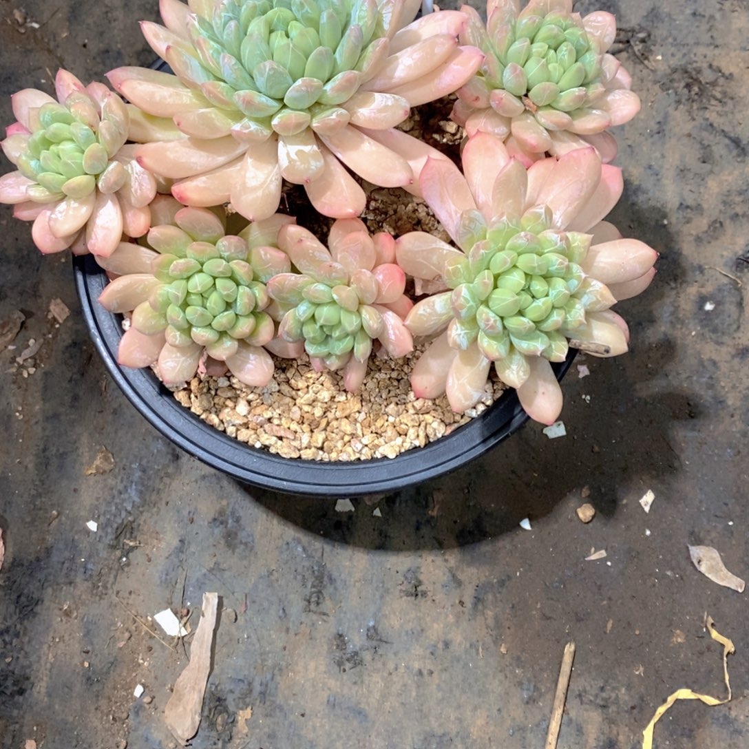 黄***虎百达翡丽多肉植物老桩