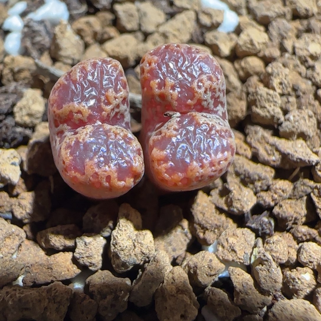 肉锥多肉植物组合-勋章446
