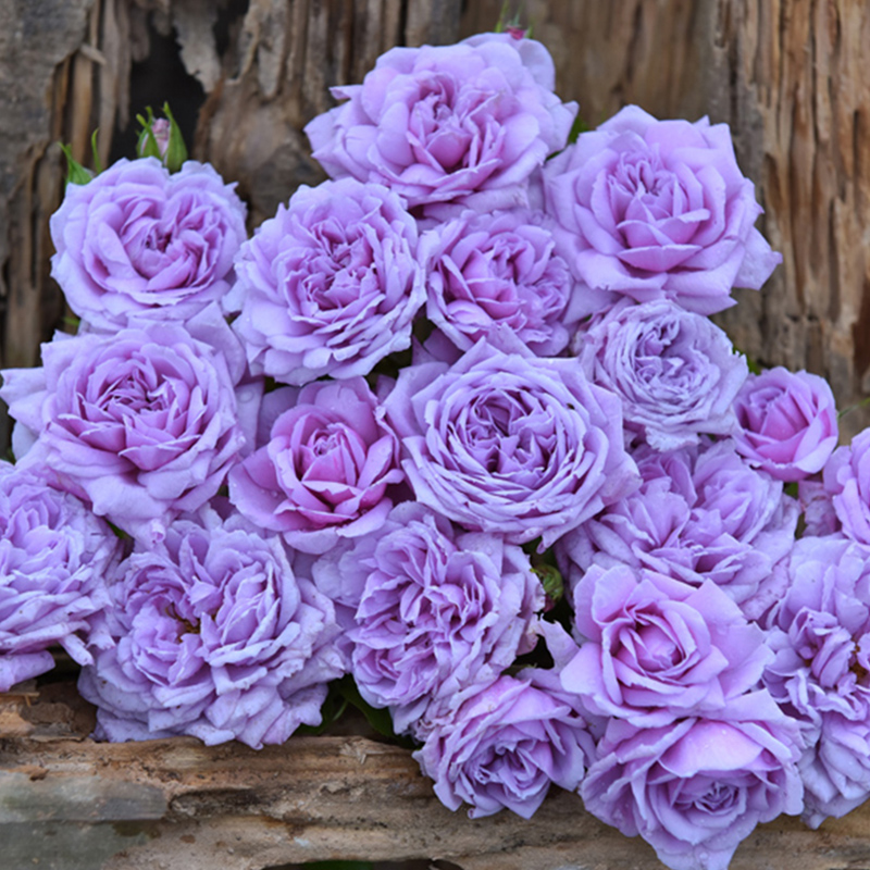 灌木月季【青空】紫色多头开花扦插苗浓香月季花苗绿植