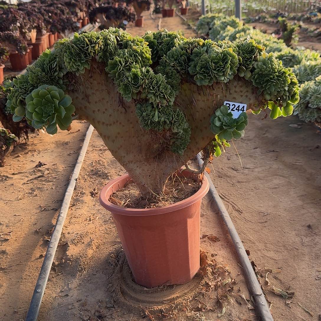 244绿缀微瑕一颗呀