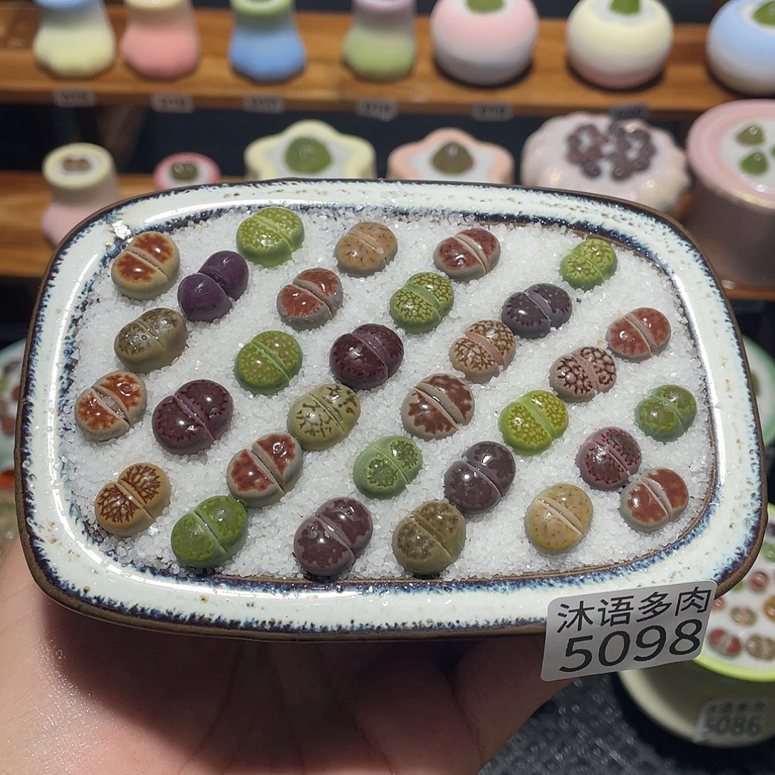 带盆土植物 一物一拍5098