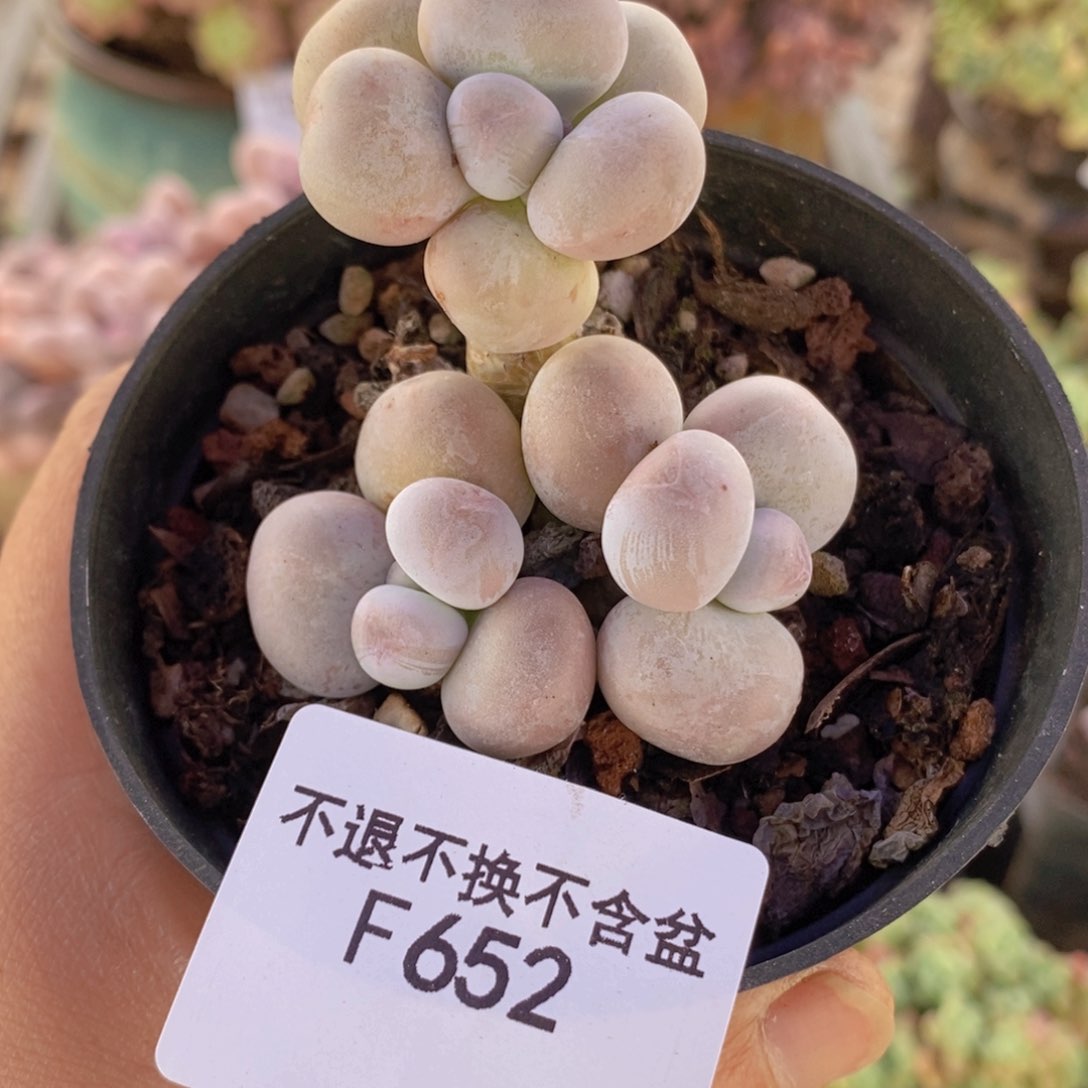 芭比奶洛5cm652多肉植物