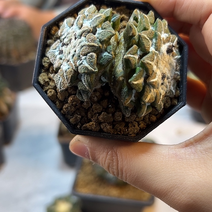 31号自根双头黑牡丹5.8公分