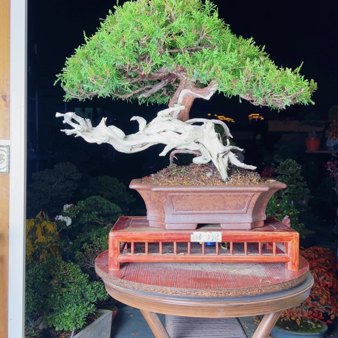 脑***呢完全开放杜鹃花的诗