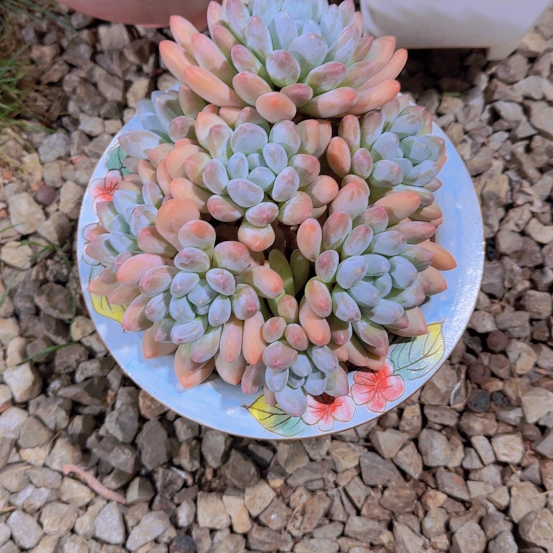 香水宝贝多肉植物 000