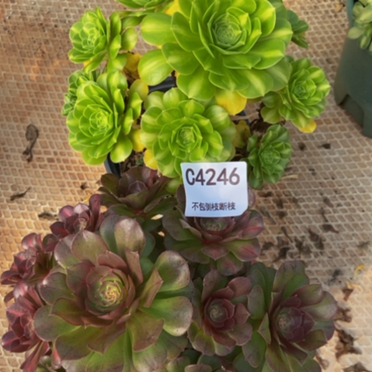 【闪购商品】4246两棵多肉