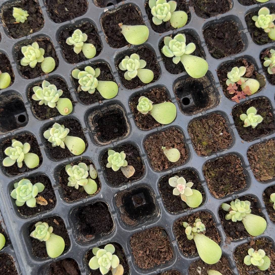 月财富14 穴一个满25包邮