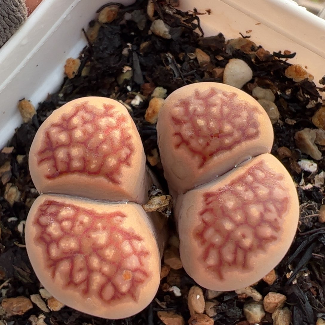 血管菊多肉植物百科