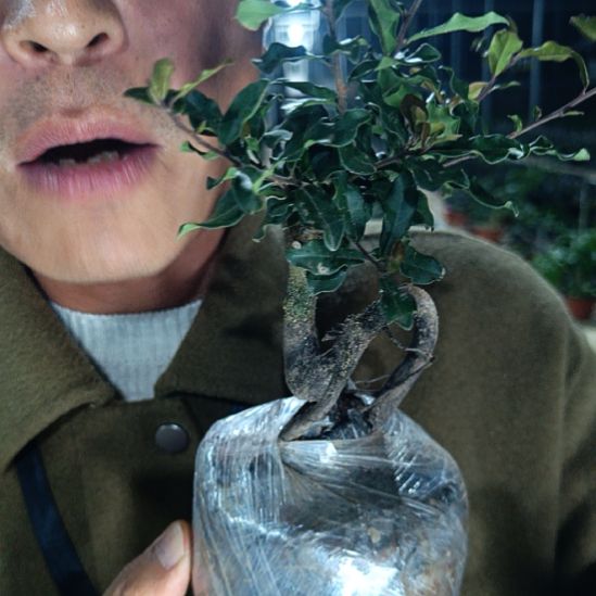 无花朵金弹子血珍珠099