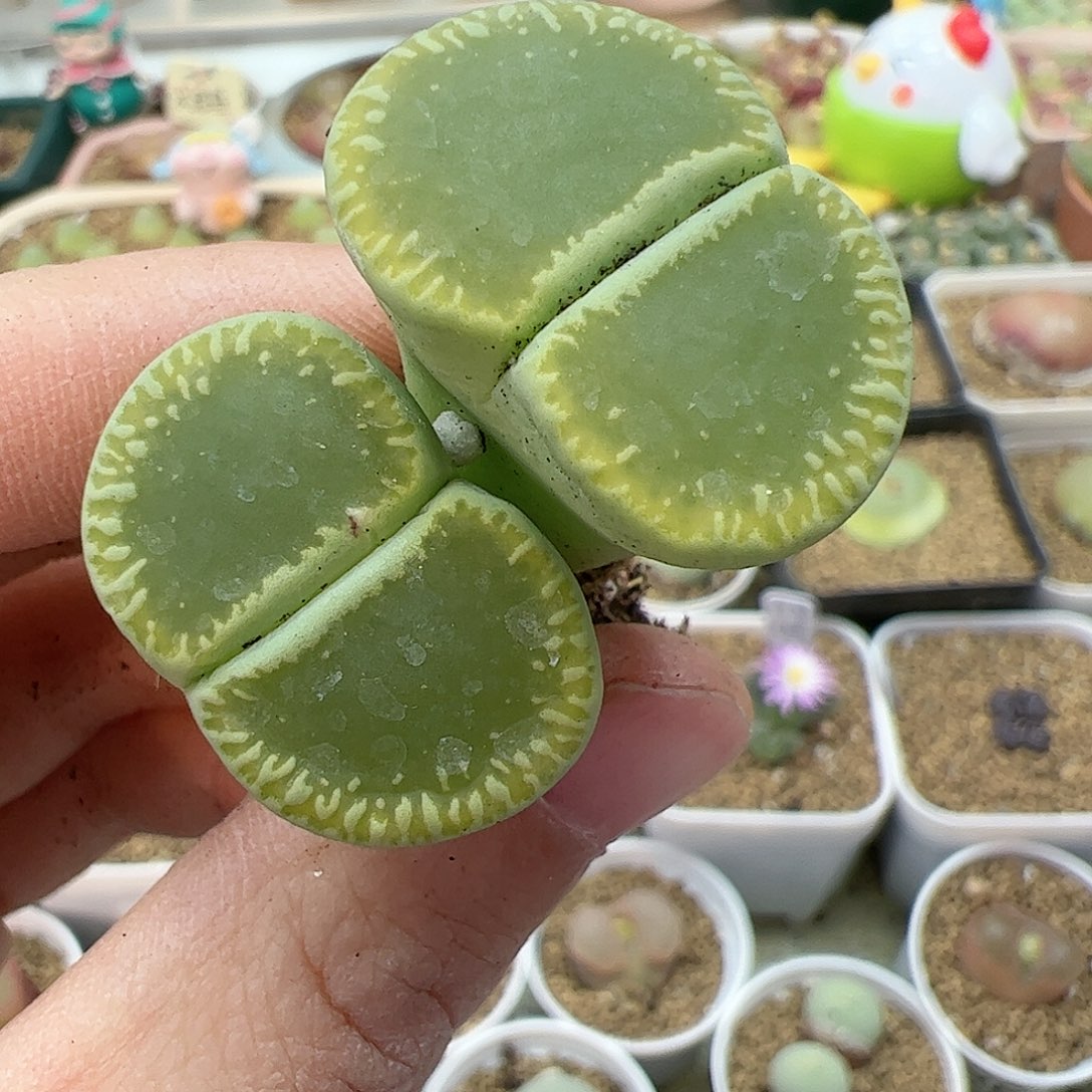 【闪购商品】78 双12限量福利