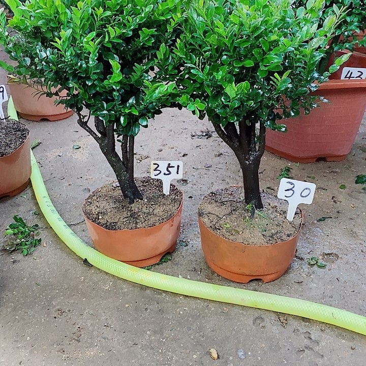 当前无花栽培后可以开花