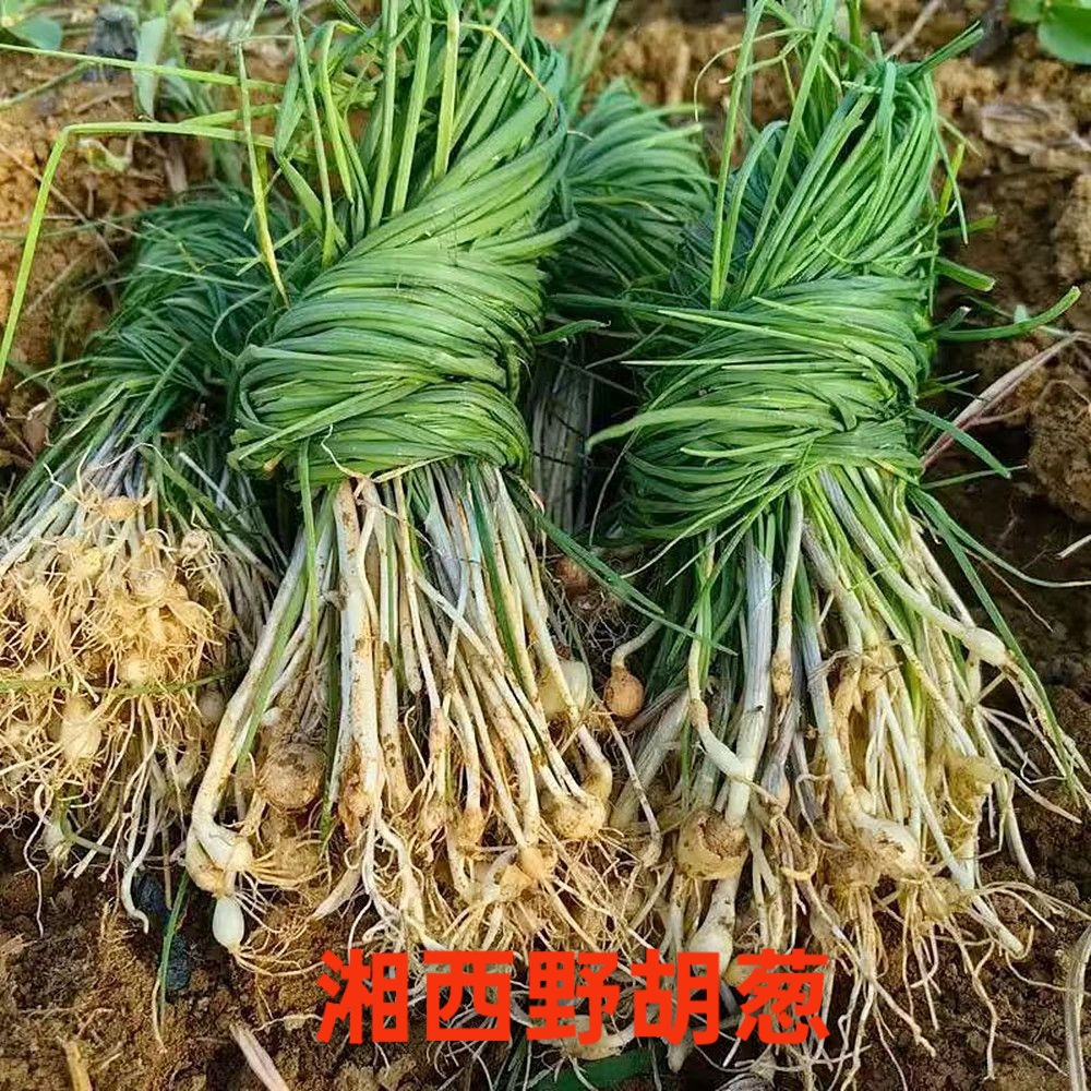 湘西大山现挖新鲜小野葱野菜胡葱时令野香葱泡沫箱冰袋发货