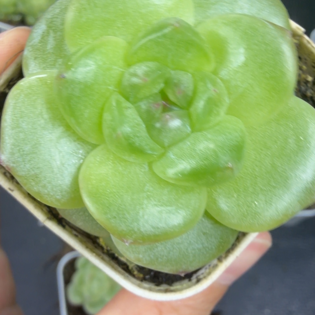 *****东篱下多肉植物哈哈哈41