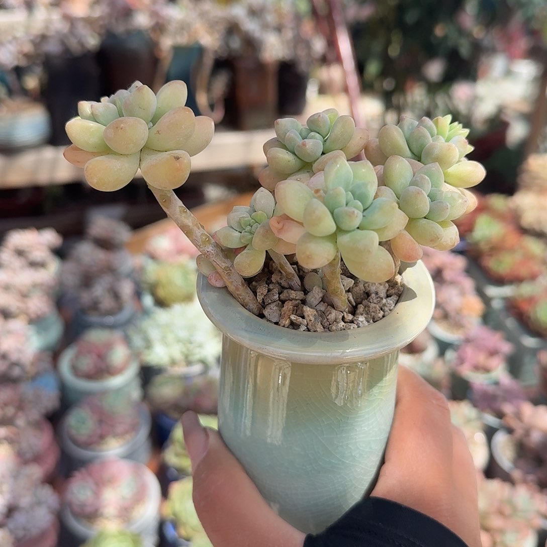 奶糖带盆多肉植物