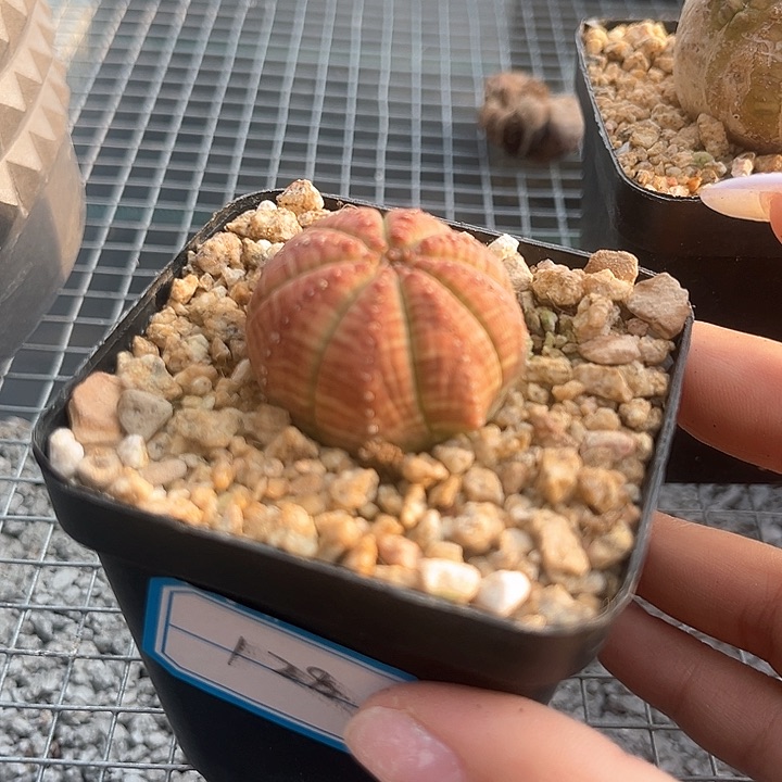 多肉植物胭脂子吹
