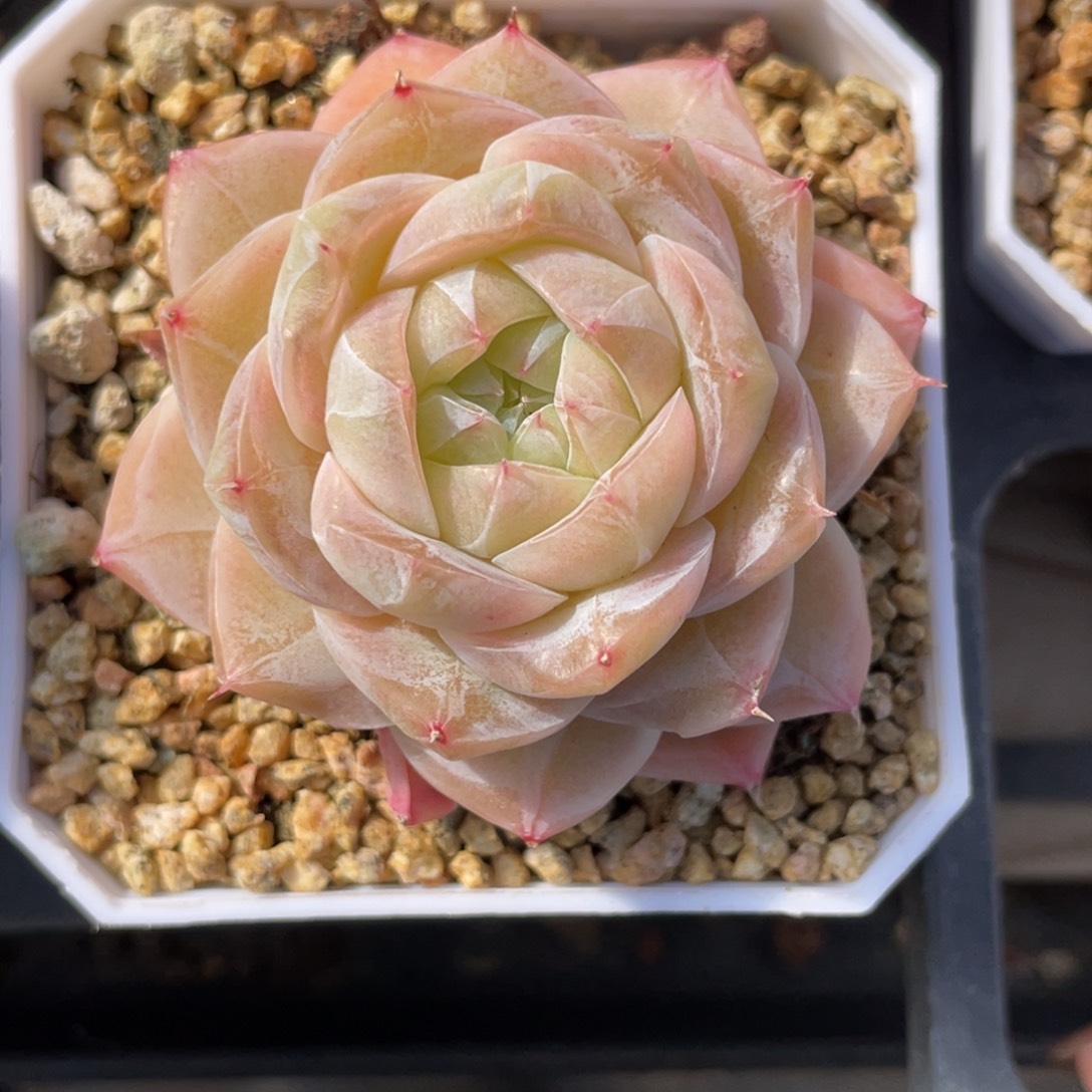 1127奶芙珍妮麦新品