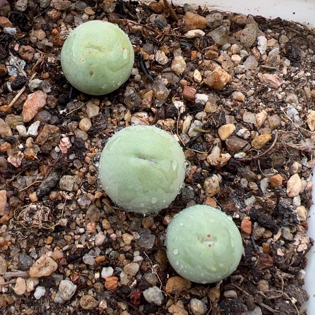 1.12好看的多肉640