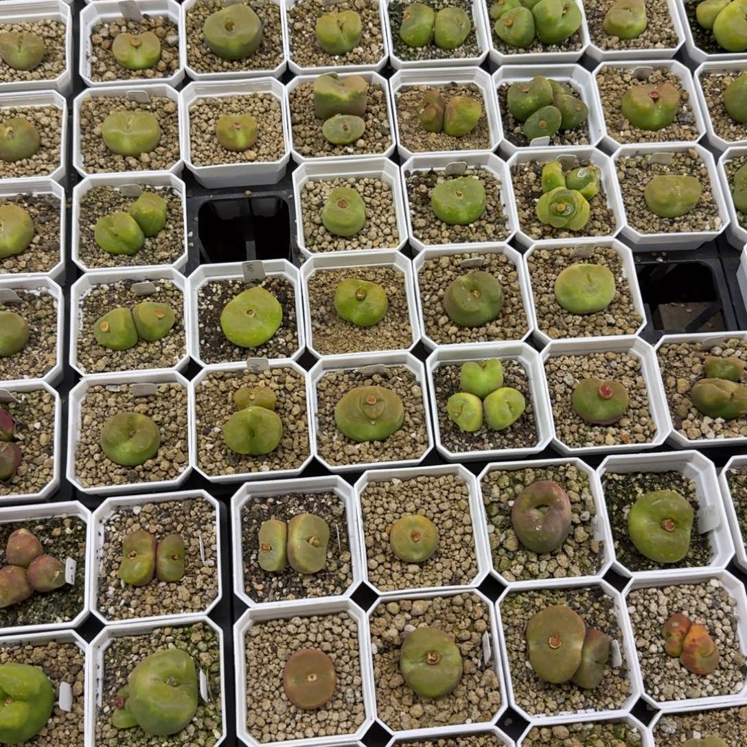 卓***念多肉多肉多肉卓念念15元