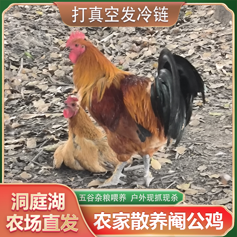 【阉鸡/闲鸡】益阳农村阉鸡土鸡肉质紧实活动大品质佳+顺丰散养