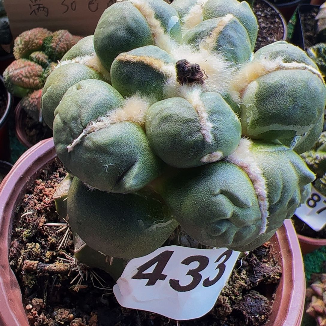 无花朵蛋尤牡丹433