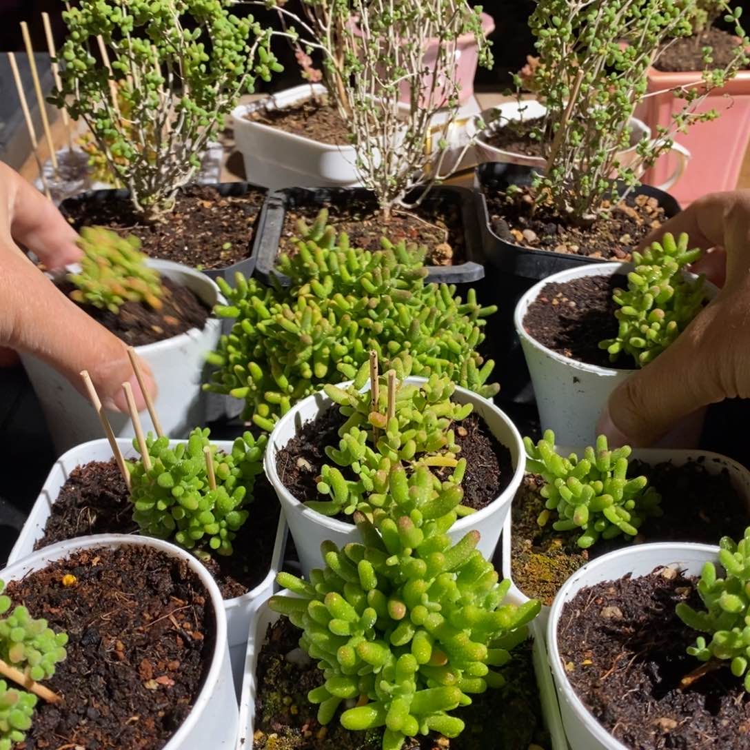 枝干番杏多肉植物039