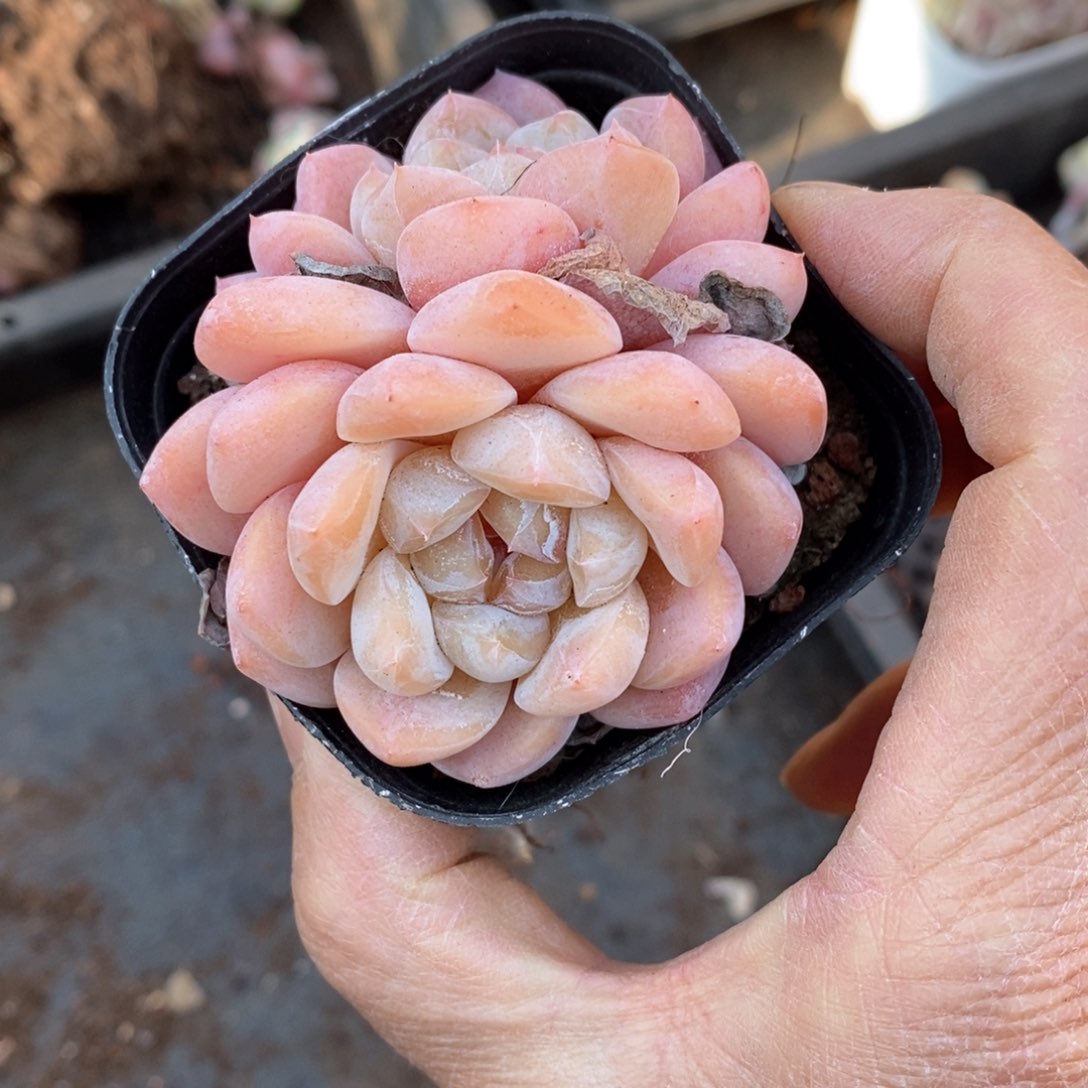 精品多肉一物一拍不包整195