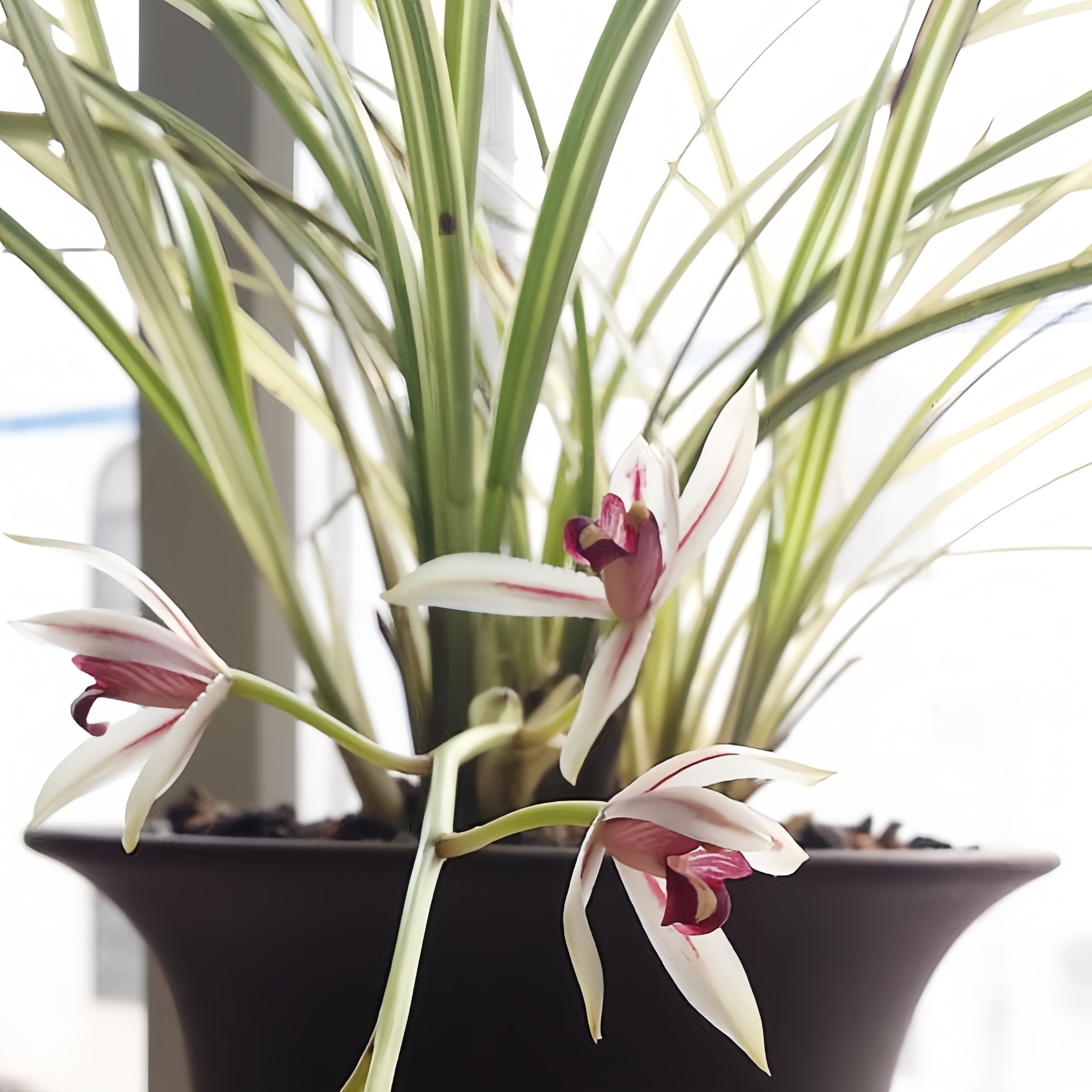 【送春-小松锦】古道兰艺高山国兰 易养活无温室阳台养兰