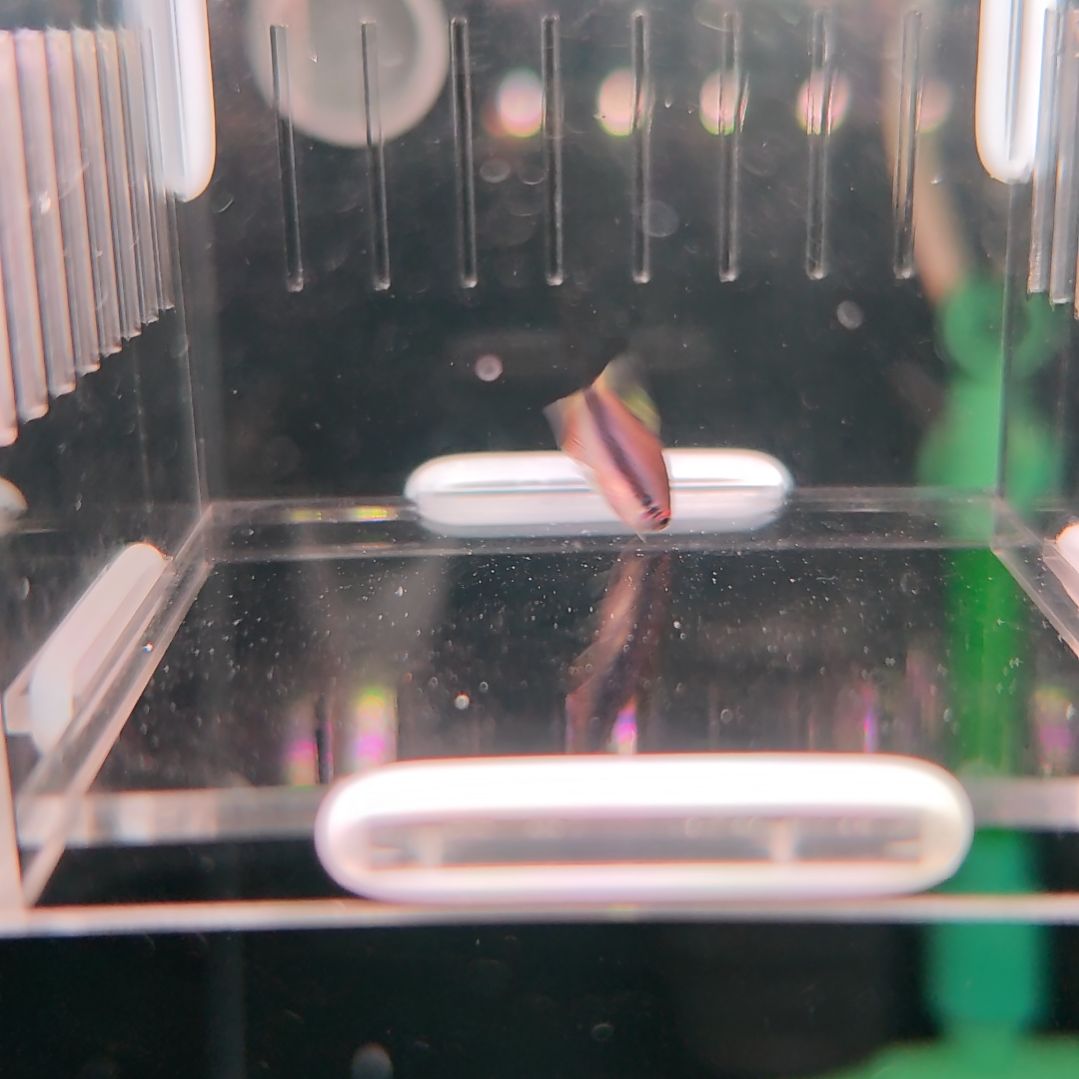 灯科鱼超级梦幻DY