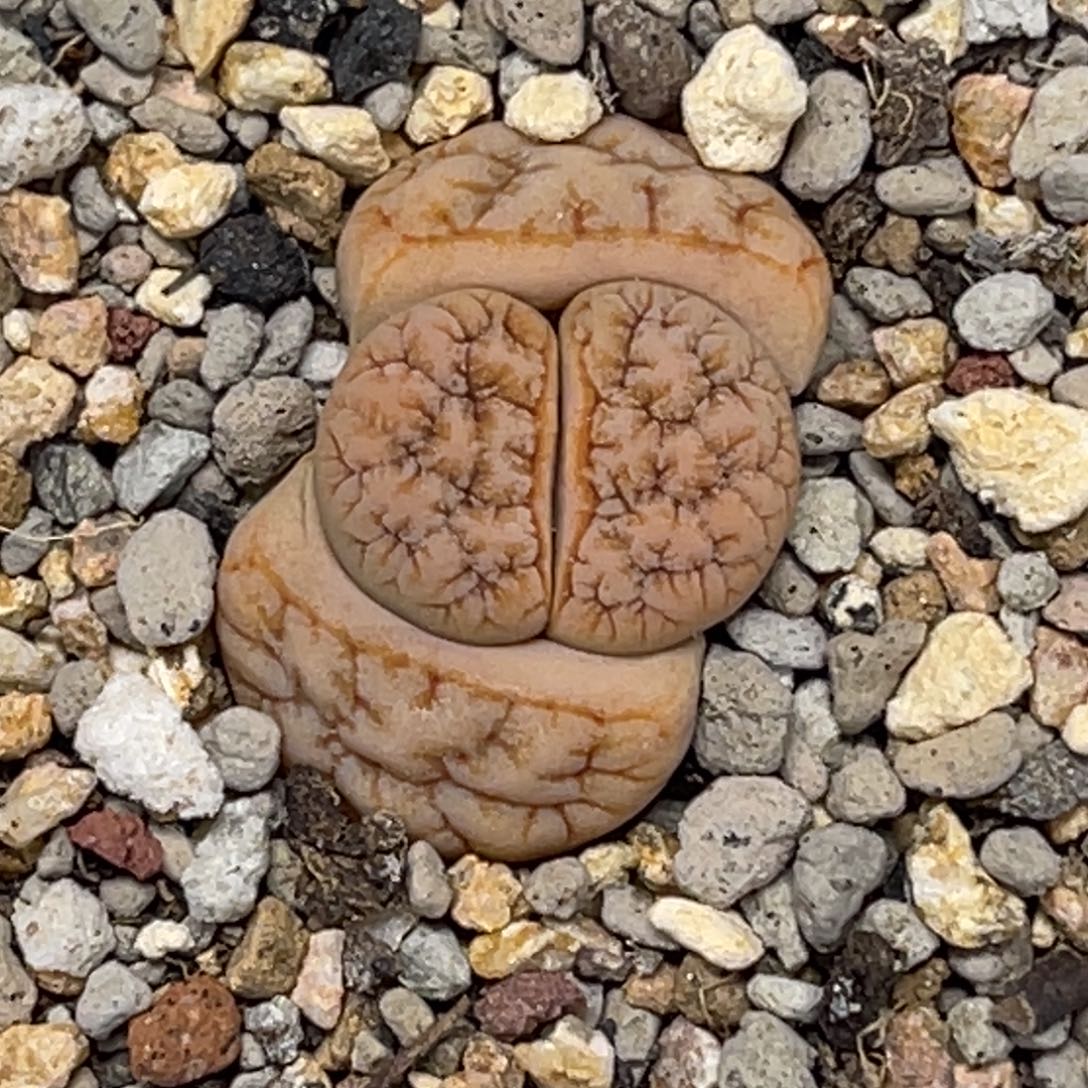 1654拿铁189睫毛凹凸尺寸新头1.5