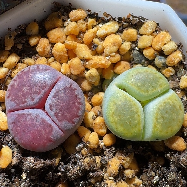 生石花111111。  207